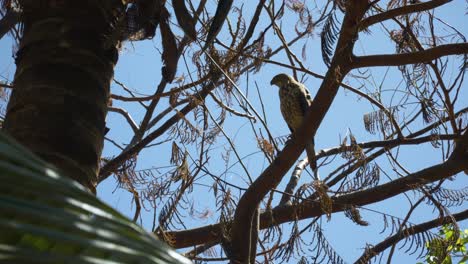 azor de fiji encaramado en lo alto de un árbol en busca de presas en un día soleado tropical