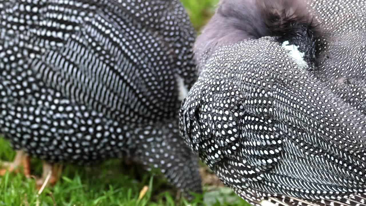 Detailed view of two guineafowls showcasing their intricate spotted feather patterns on green grass.