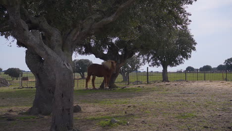 caballo debajo de un roble