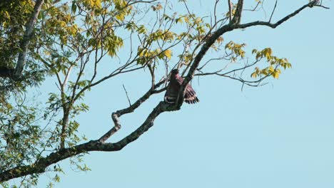 seen on a branch looking over its shoulder while spreading its wings to dry in the morning, crested serpent eagle spilornis cheela, kaeng krachan national park, thailand