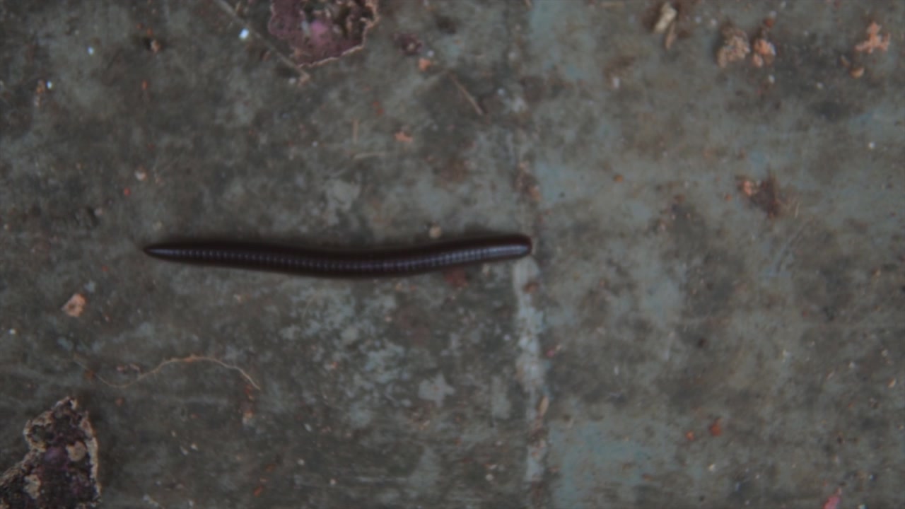 Close-up de uma centopeia gigante passando em frente à câmera no chão
