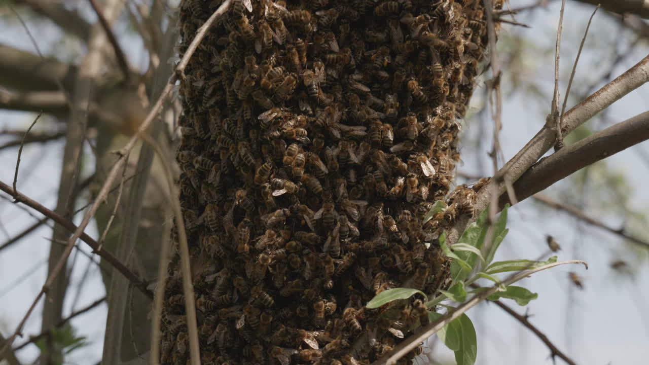 abejas voladoras alrededor de un enjambre de abejas