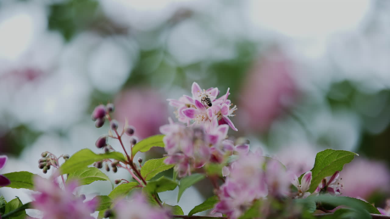 una abeja se puede ver de cerca, flotando alrededor de una flor rosa mientras está rodeada de hojas verdes vibrantes