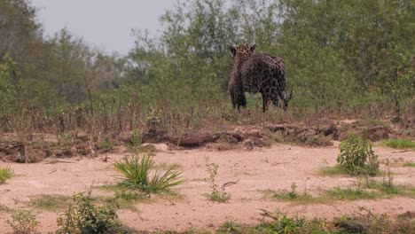 Jaguar-taking-its-prey-to-the-forest-in-Pantanal