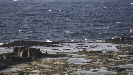 wild big seagulls fly above the ocean water surface with rocky formation in slow motion