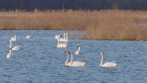 Cisne-De-La-Tundra-En-El-Este-De-Carolina-Del-Norte