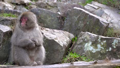 Nagano,-Japan---Japanischer-Makak,-Der-Die-Felsen-Hinuntergeht-Und-Sich-Auf-Dem-Baumstamm-Ausruht,-Der-Auf-Dem-Boden-Liegt---Nahaufnahme