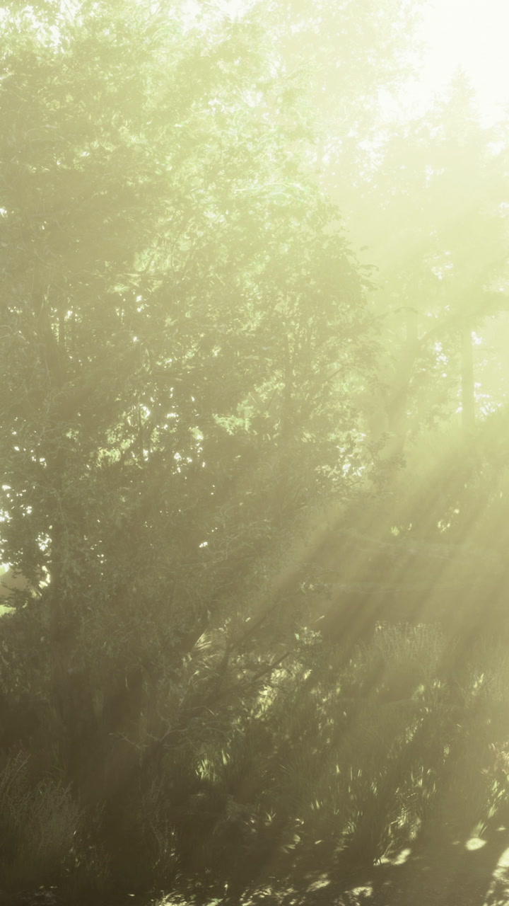 Golden sunlight filters through lush trees on a peaceful morning walk