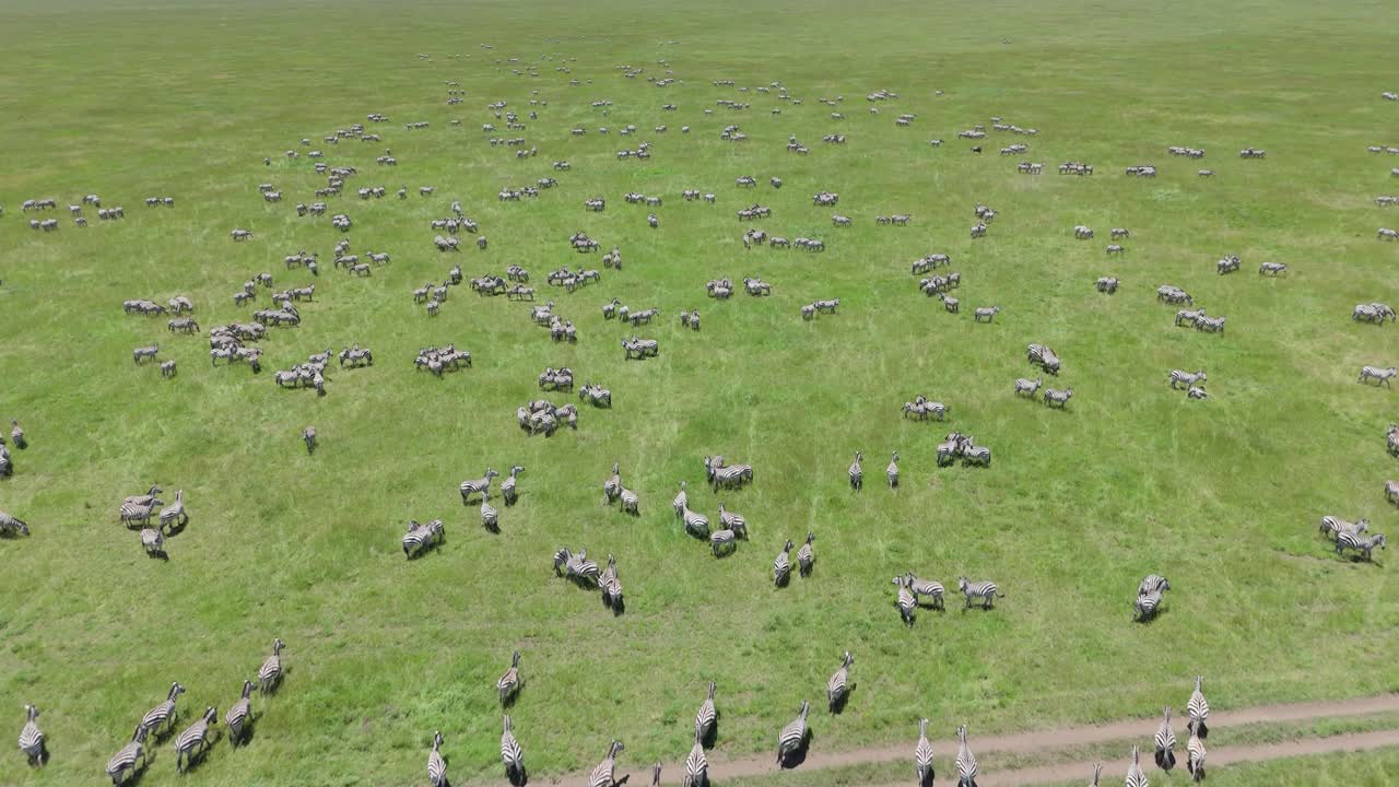 STAGIONE VERDE DI ZEBRA DRONE
