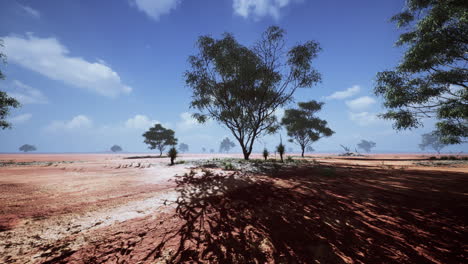 large acacia trees in the open savanna plains of namibia