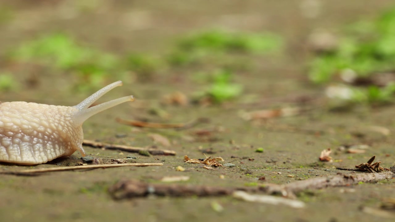 Escargot rampant lentement sur le sol. Gros plan, macro.