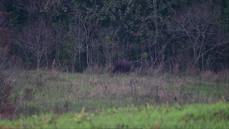 Facing-to-the-left-while-grazing-just-before-dark,-Gaur-Bos-gaurus,-Thailand