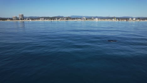 humpback whale swims in calm ocean, palm beach, gold coast, qld, australia - drone shot
