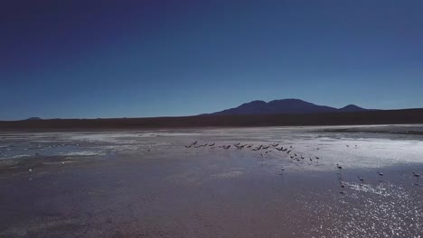 Flamingos-gracefully-taking-flight