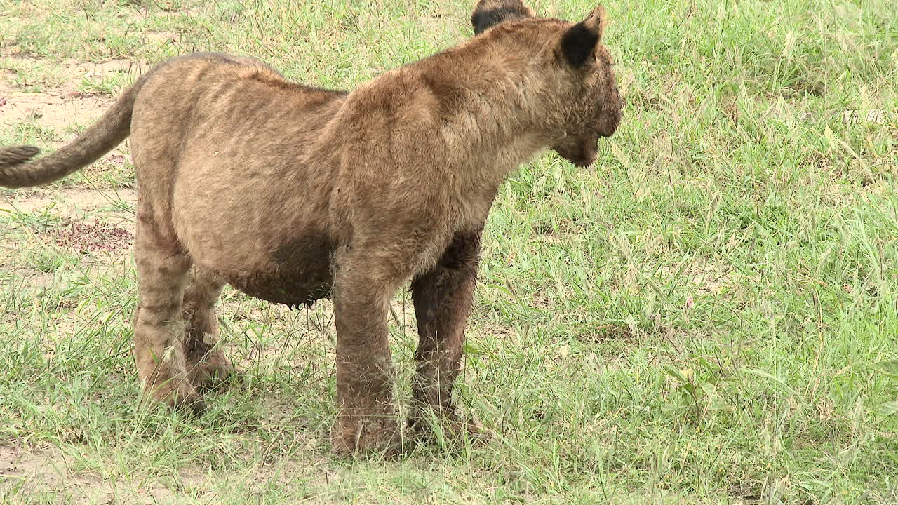 cachorro de león caminando hacia la cámara con el vientre lleno porque comió demasiado, masai mara, kenia