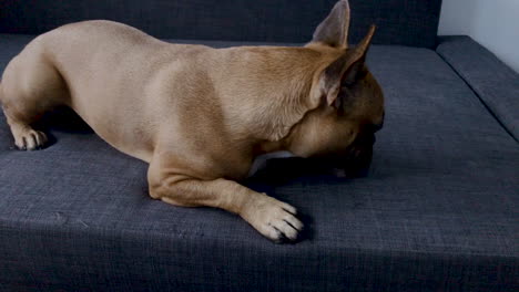 el bulldog francés está tendido en el sofá