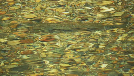 brown trout in a clear creek in norway