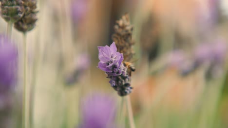A-Honeybee's-Delicate-Dance:-Nectar-Gathering-Flight-Around-a-Lavender-Blossom-in-a-Fragrant-Garden-004