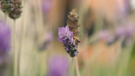 a honeybee's delicate dance: nectar-gathering flight around a lavender blossom in a fragrant garden 004