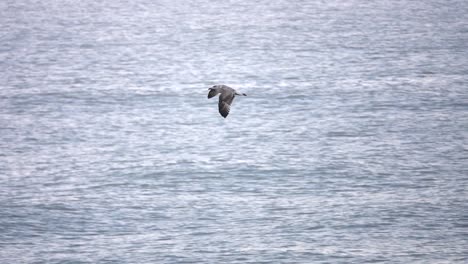 seagull in flight over water