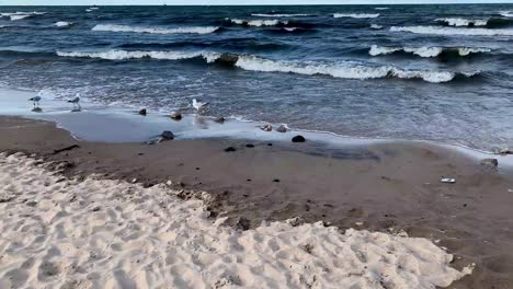 Seevögel-Möwen-Am-Ufer-Des-Ozeans-–-Meer-Am-Cedar-Point-Beach-–-Den-Ufern-Des-Eriesees-In-Sandusky,-Ohio,-Vereinigte-Staaten