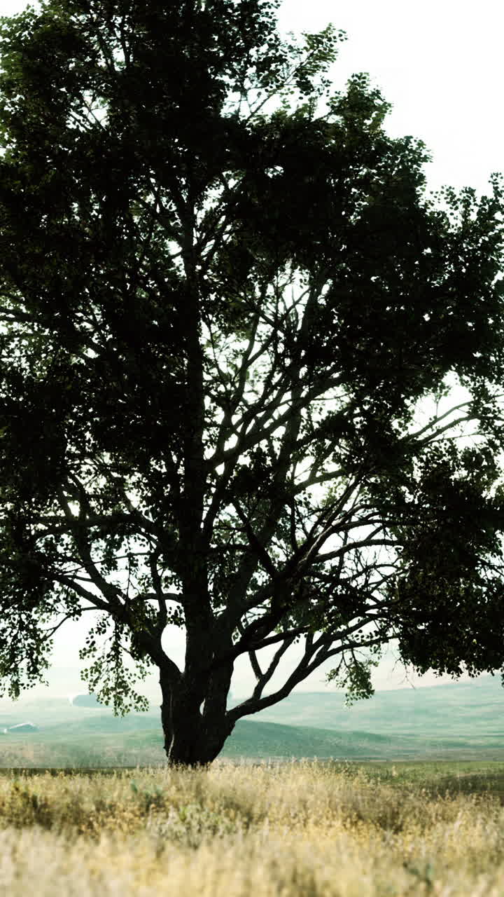 Solitary Tree in a Field