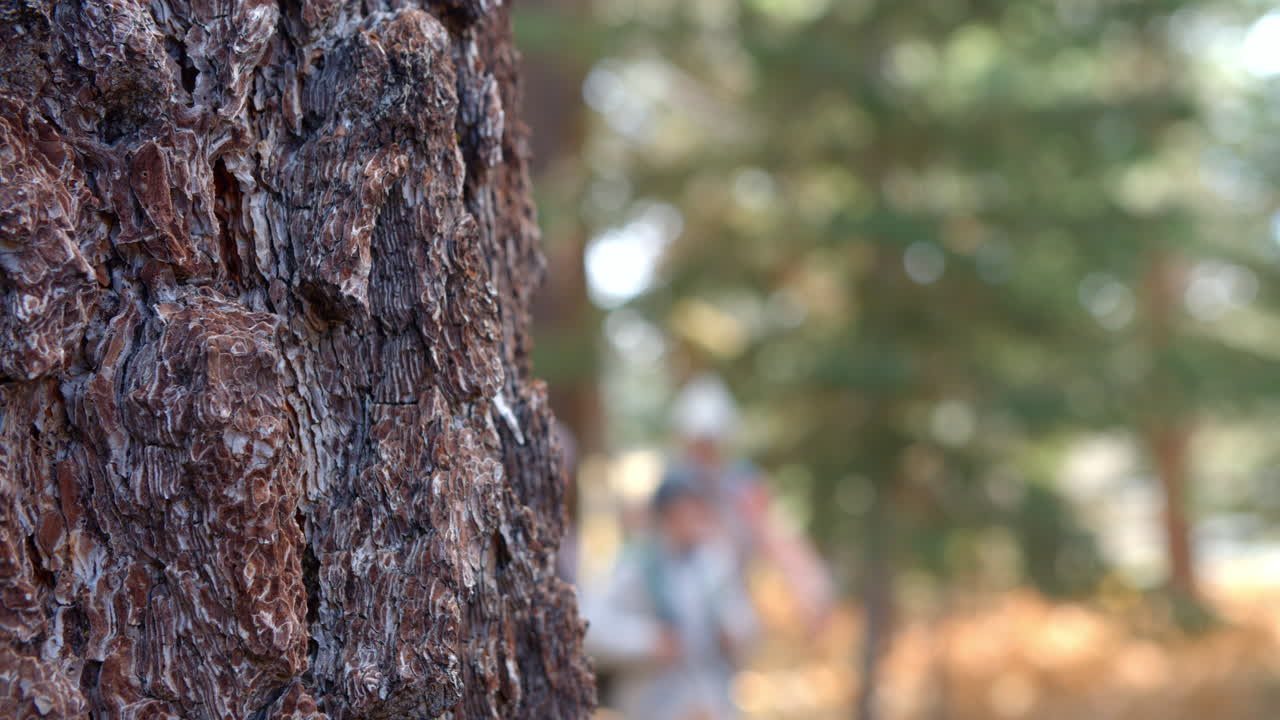 rack focus pan de una familia de varias generaciones caminando en el bosque