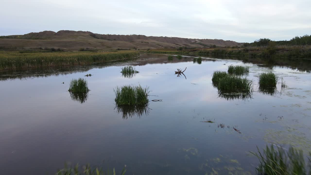 Low drone flight over river grass growing out of the water and two scared ducks flying away with Canadian badlands in the background