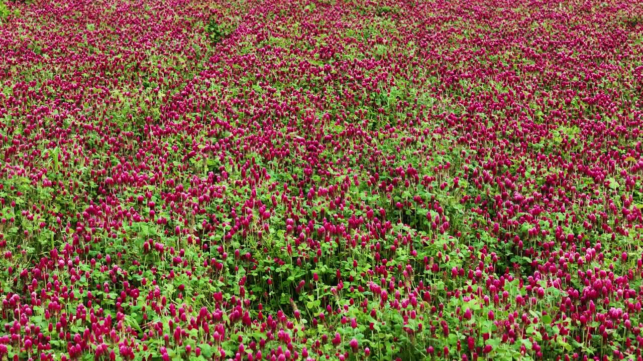 Vibrant bright red clover field crops in farmland, aerial view