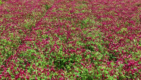 vibrant bright red clover field crops in farmland, aerial view