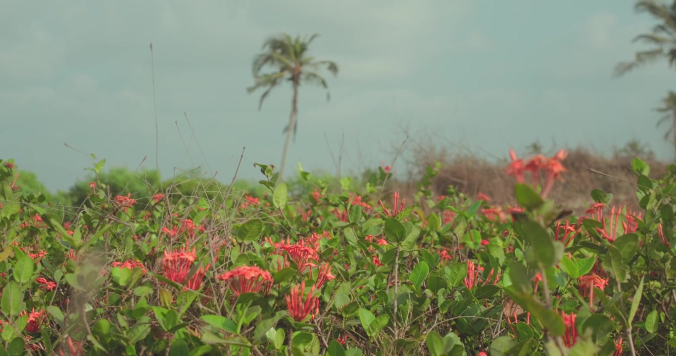 Vista ravvicinata di fiori tropicali che ondeggiano dolcemente nella brezza marina.