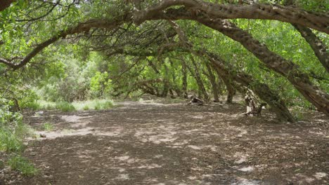 Tiro-Con-Plataforma-Rodante-De-Un-Misterioso-Bosque-De-árboles-Arqueados-A-La-Luz-Del-Sol.