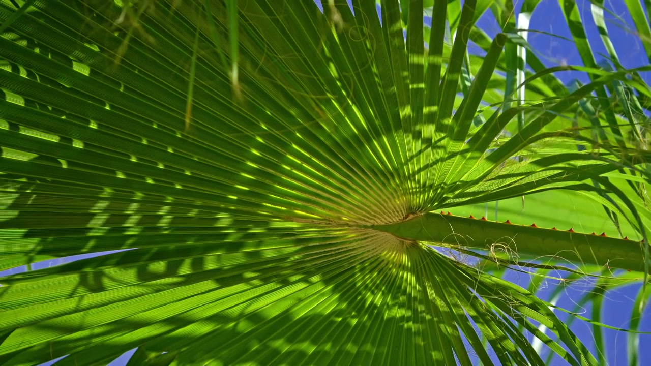Backlit Green Palm Leaf Gently Swaying Against a Clear Blue Sky