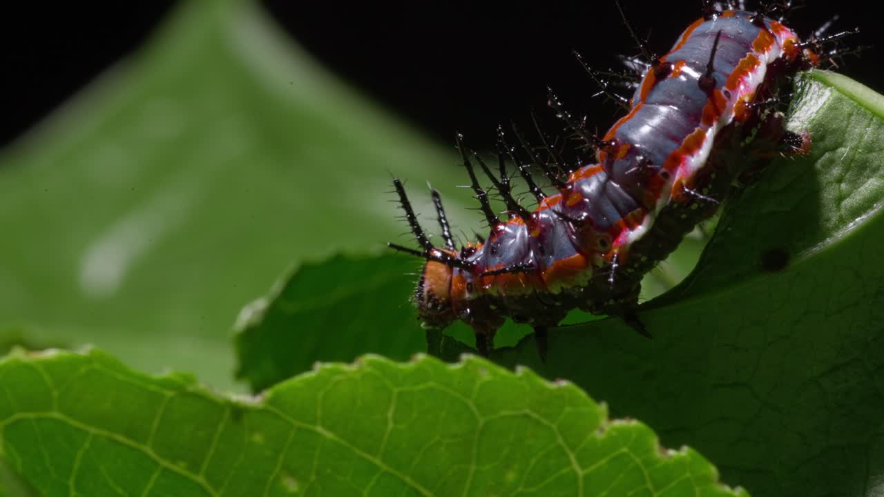 Gulf Fritillary Caterpillar eating Passionfruit Leaf 4