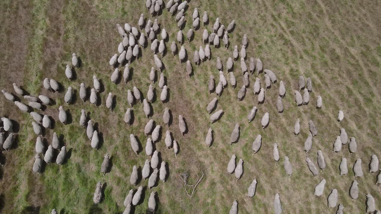 vista aérea de arriba hacia abajo que muestra un rebaño de ovejas que caminan en una granja de prados verdes durante el día