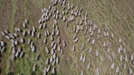 aerial top down showing herd of walking sheeps on green meadow farm during daytime