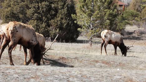 una pequeña manada de alces toros segregados cerca de estes park colorado están pastando a principios de la primavera