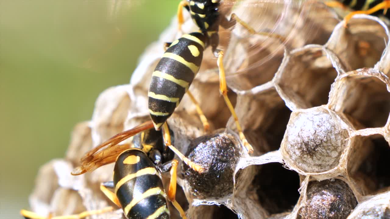 Macro shot: Busy group of wasp working on honeycomb during sunny day, slow motion