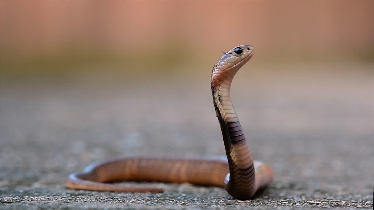 una cobra de tamaño mediano con un cuerpo delgado en comparación con otras cobras
