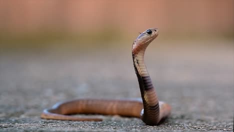 a medium-sized cobra with a thin body compared to other cobras