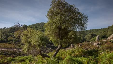 cerdeña árbol solitario 4k 03