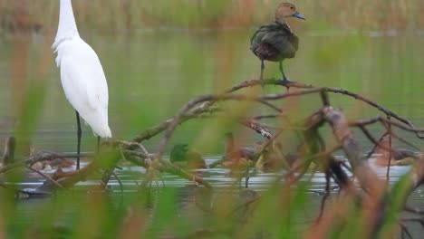 great-egret-and-whistling-duck-chicks-in-pond-