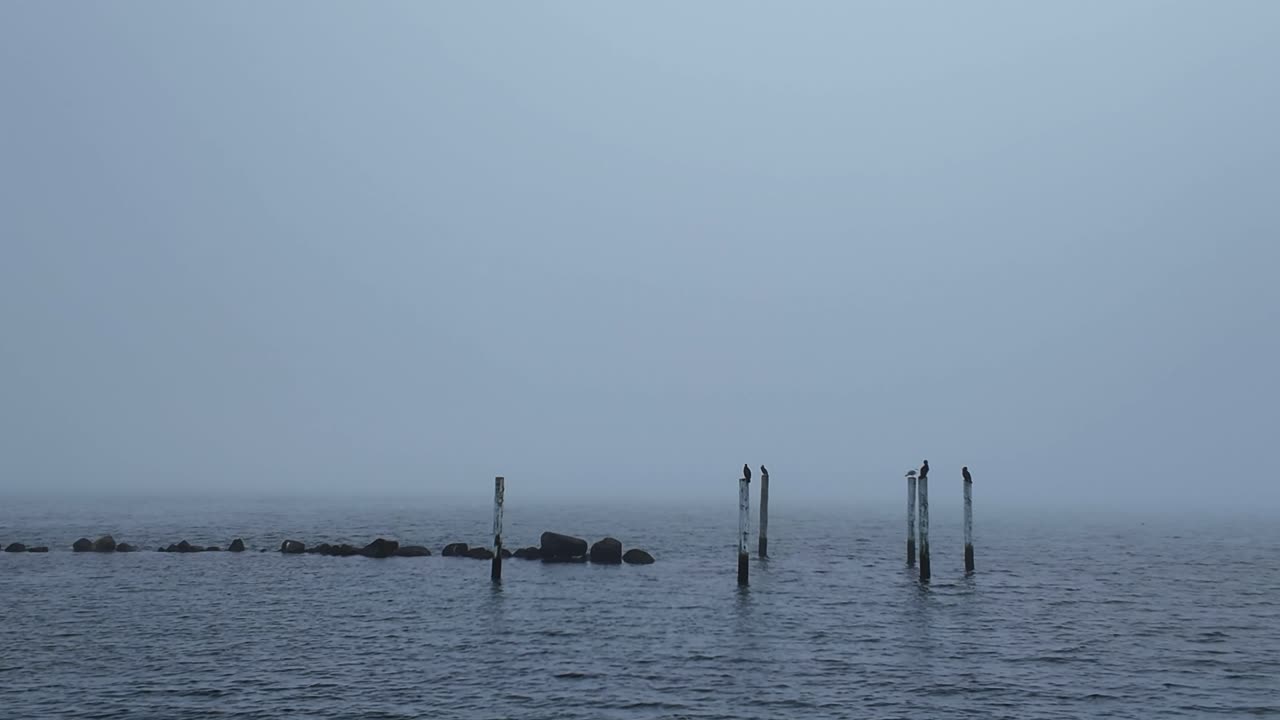 Wooden stakes stick out above the water in the sea, on which birds perch foggy day. Cormorants, a species of bird.