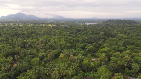 gran bosque con montañas en el fondo - sigiriya - sri lanka