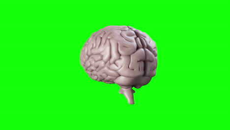 brain spinning on green screen background