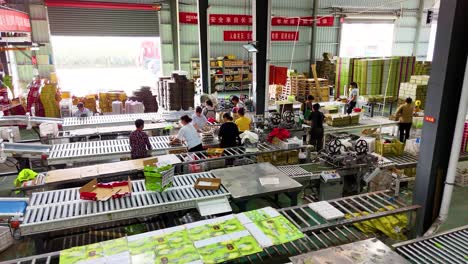inside a chinese fruit packaging factory