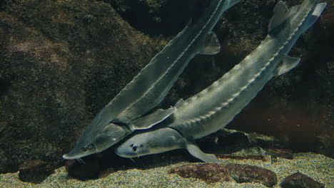 sturgeons swimming in clear water with corals at sendai umino-mori aquarium in miyagi, japan