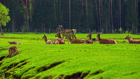 Flock-of-deers-relaxing-and-grazing-on-vibrant-green-meadow-on-sunny-day,-fusion-time-lapse