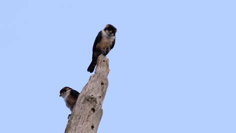 el falconet de muslo negro es una de las aves rapaces más pequeñas que se encuentran en los bosques de algunos países de asia