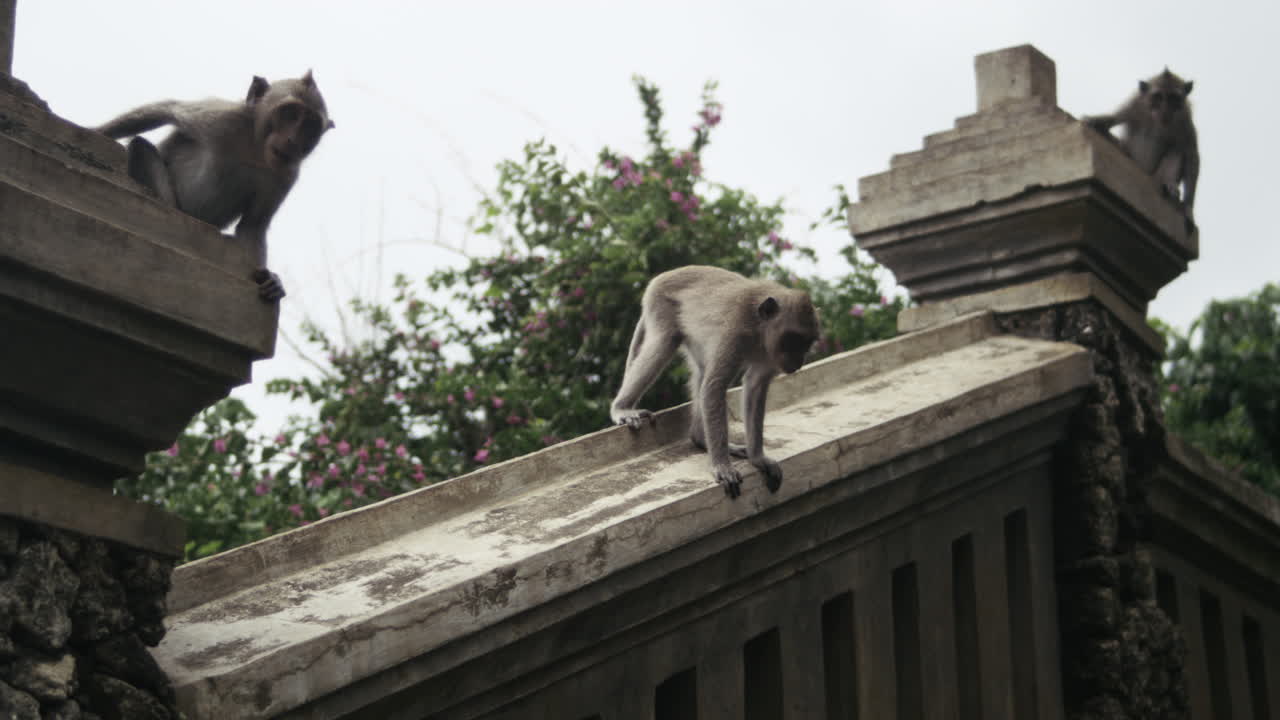 Monkey resting near ornate stone temple pillars in Indonesia